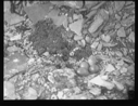 Image of Nest among rocks with 4 eggs